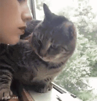 gato no quiere besos